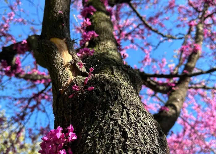 La Papera Sciocca דירה לה ספציה
